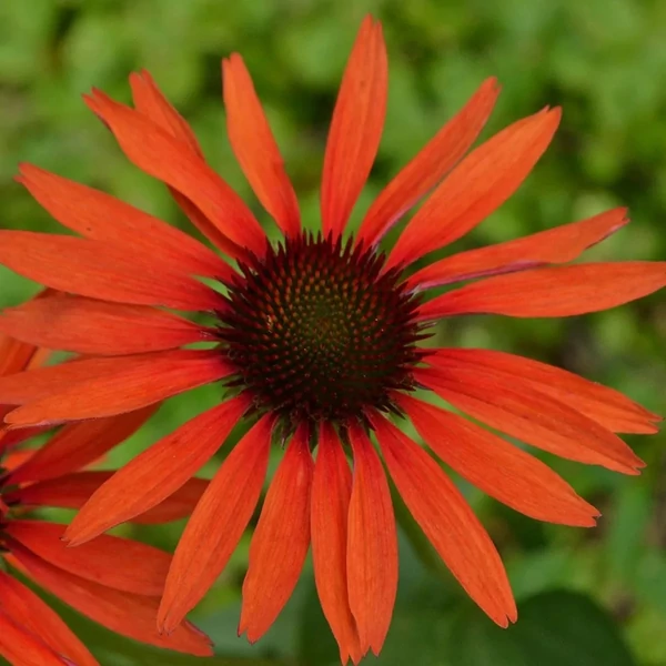 Echinacea 'Hot Lava' – Kasvirág