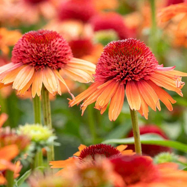 Echinacea purpurea 'Carrot Cake' – Bíbor kasvirág