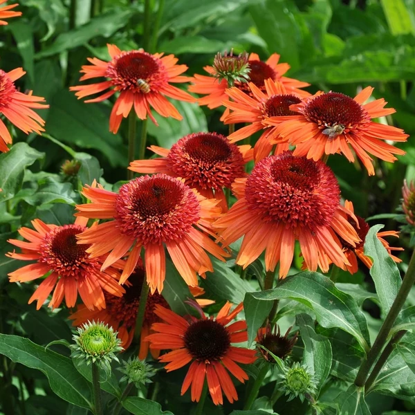 Echinacea purpurea 'Carrot Cake' – Bíbor kasvirág