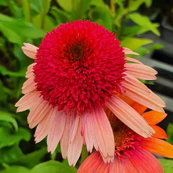 Echinacea purpurea 'Carrot Cake' – Bíbor kasvirág