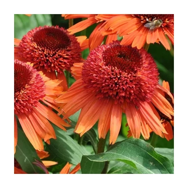 Echinacea purpurea 'Carrot Cake' – Bíbor kasvirág