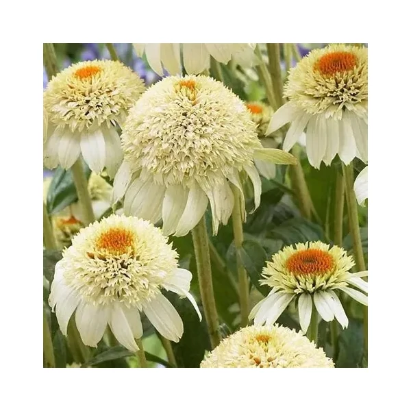 Echinacea purpurea 'Milkshake' – Kasvirág