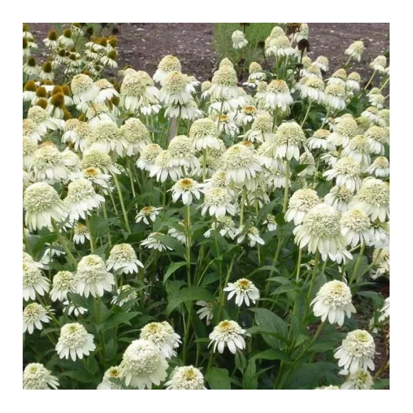 Echinacea purpurea 'Milkshake' – Kasvirág