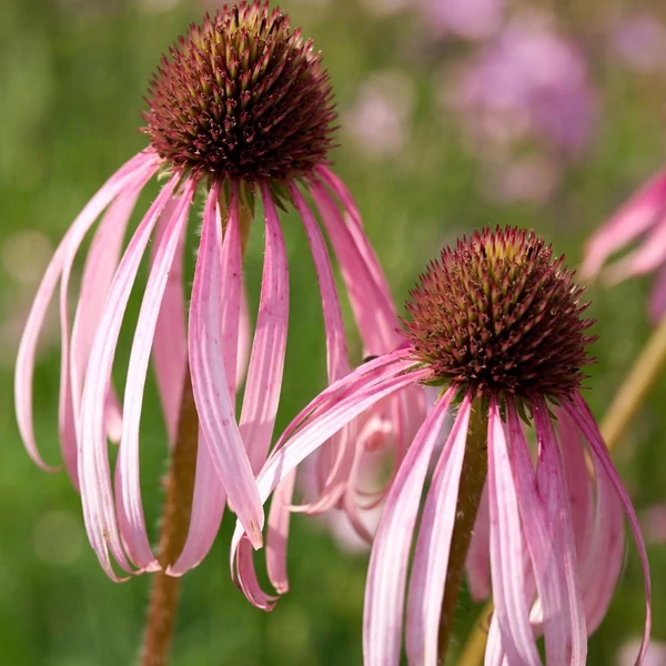 Echinacea pallida – Halvány kasvirág