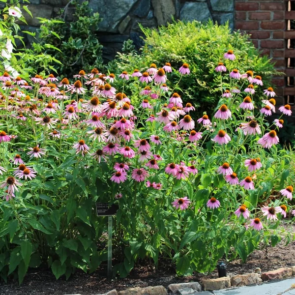 Echinacea pallida – Halvány kasvirág
