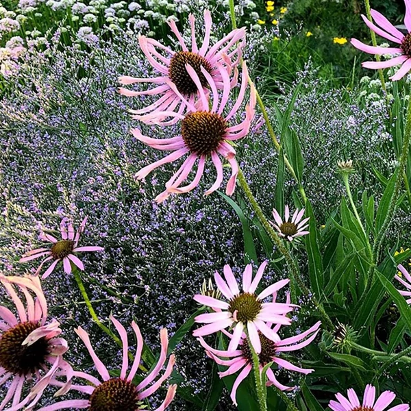 Echinacea pallida – Halvány kasvirág