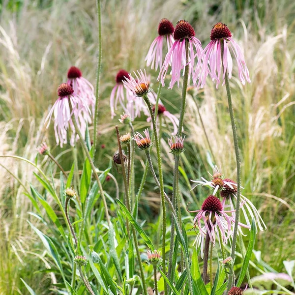 Echinacea pallida – Halvány kasvirág