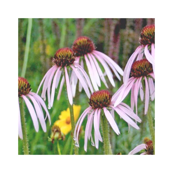 Echinacea pallida 'Hula Dancer' – Halvány kasvirág