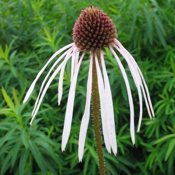 Echinacea pallida 'Hula Dancer' – Halvány kasvirág
