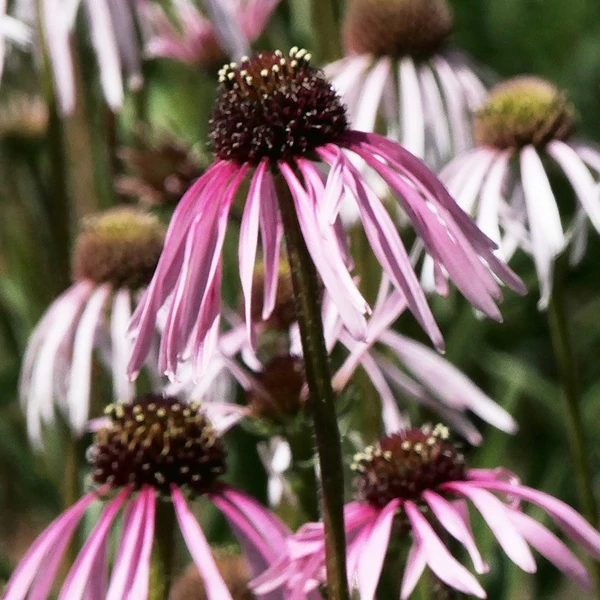 Echinacea pallida 'Hula Dancer' – Halvány kasvirág