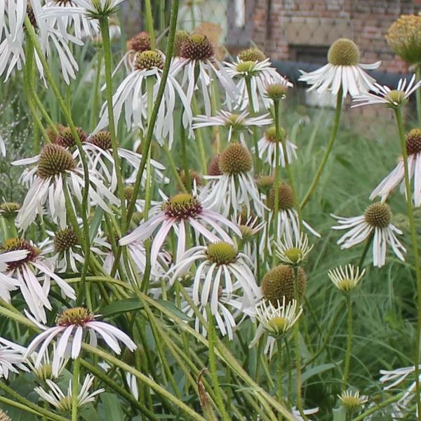 Echinacea pallida 'Hula Dancer' – Halvány kasvirág