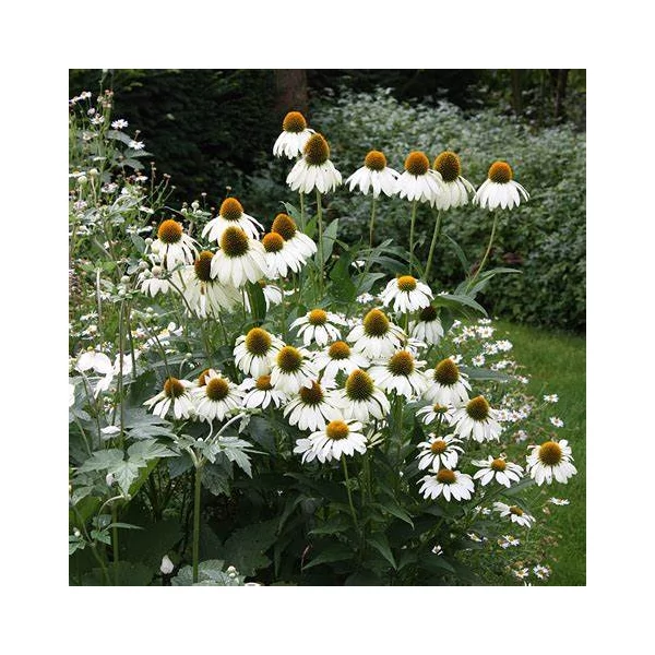 Echinacea purpurea 'Alba' - Bíbor kasvirág
