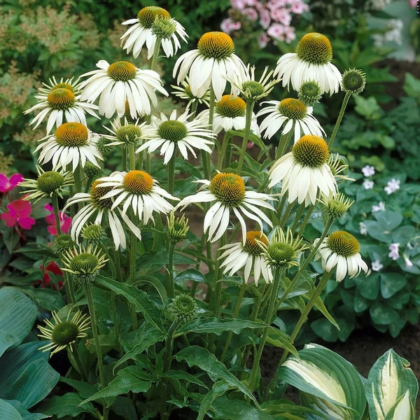 Echinacea purpurea 'Alba' - Bíbor kasvirág