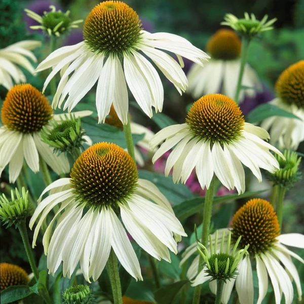 Echinacea purpurea 'Alba' - Bíbor kasvirág