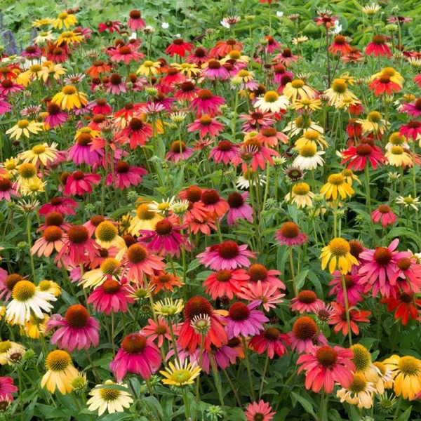 Echinacea purpurea 'Cheyenne Spirit' - Bíbor kasvirág (színkeverék)