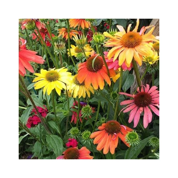 Echinacea purpurea 'Cheyenne Spirit' - Bíbor kasvirág (színkeverék)