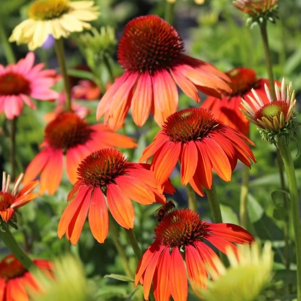 Echinacea purpurea 'Cheyenne Spirit' - Bíbor kasvirág (színkeverék)