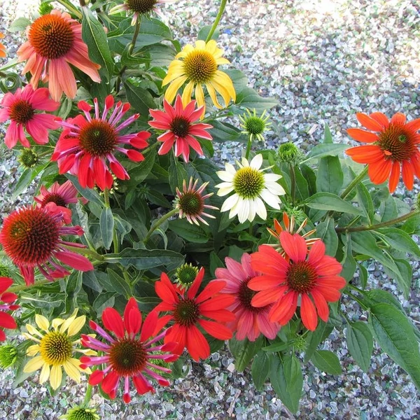 Echinacea purpurea 'Cheyenne Spirit' - Bíbor kasvirág (színkeverék)