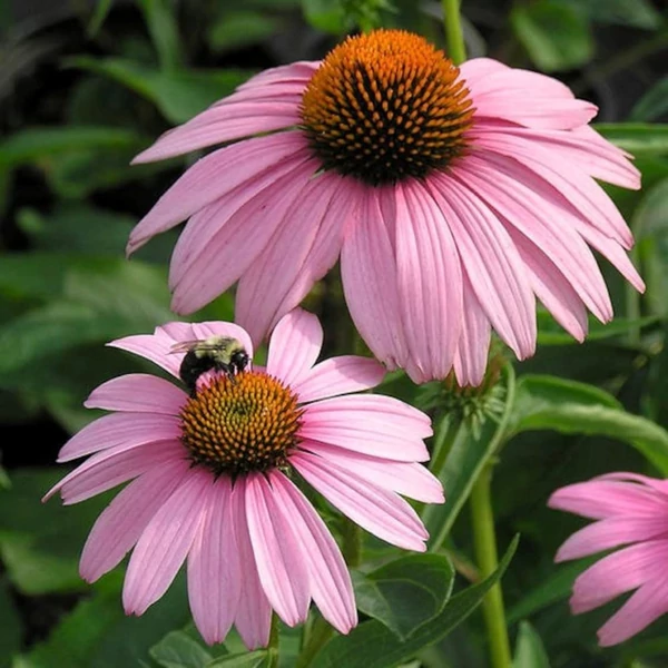 Echinacea purpurea 'Magnus' – Bíbor kasvirág