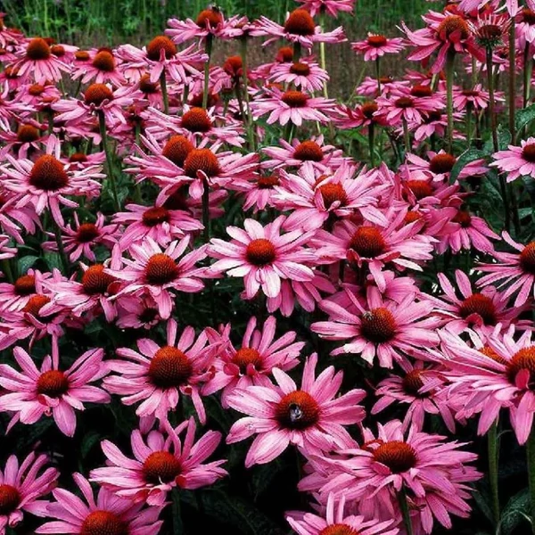 Echinacea purpurea 'Magnus' – Bíbor kasvirág