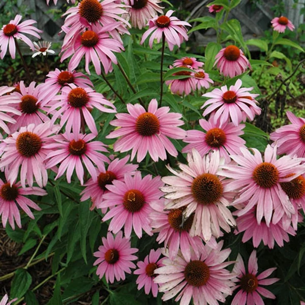 Echinacea purpurea 'Magnus Superior' – Bíbor kasvirág