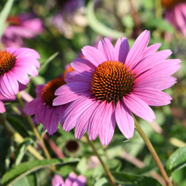 Echinacea purpurea 'Magnus Superior' – Bíbor kasvirág