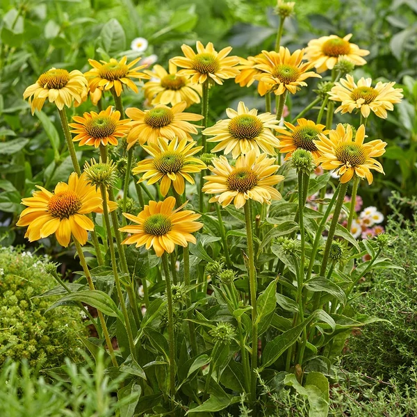 Echinacea purpurea 'Mellow Yellow' – Bíbor kasvirág