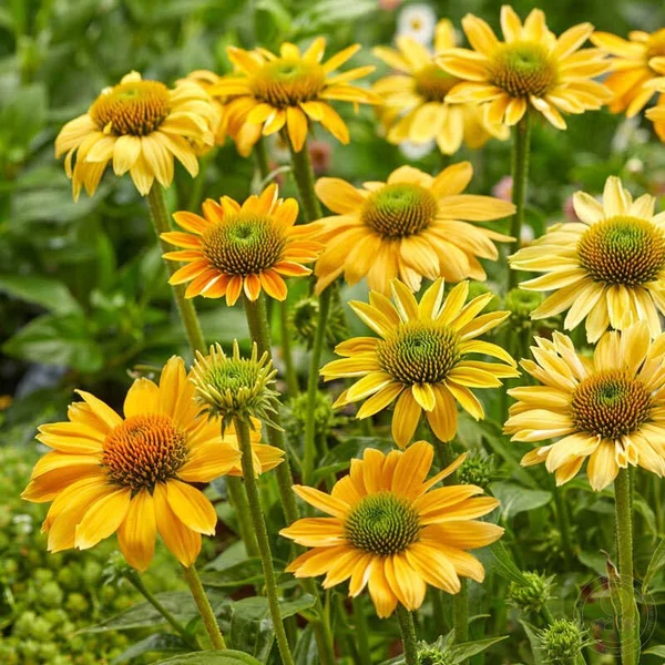 Echinacea purpurea 'Mellow Yellow' – Bíbor kasvirág