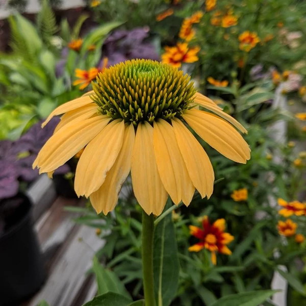 Echinacea purpurea 'Mellow Yellow' – Bíbor kasvirág