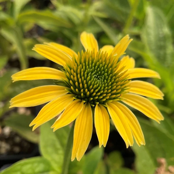 Echinacea purpurea 'Mellow Yellow' – Bíbor kasvirág