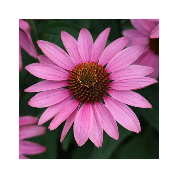 Echinacea purpurea 'Prairie Splendor Deep Rose' – Bíbor kasvirág