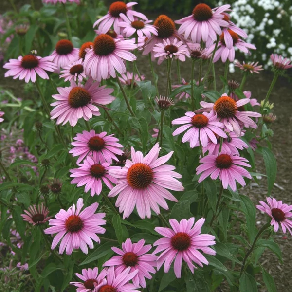 Echinacea purpurea 'Prairie Splendor Deep Rose' – Bíbor kasvirág