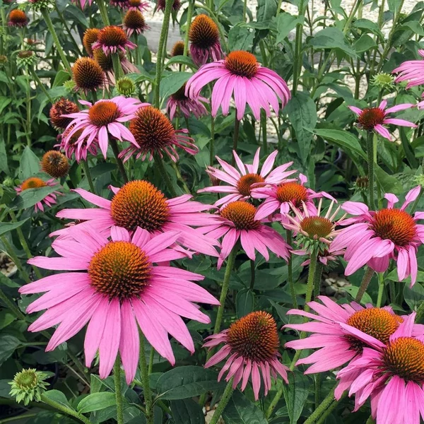 Echinacea purpurea 'Prairie Splendor Deep Rose' – Bíbor kasvirág