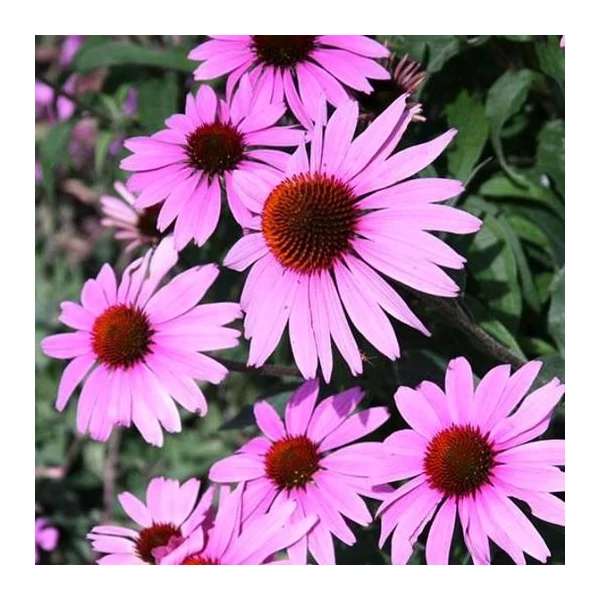 Echinacea purpurea 'Prairie Splendor Deep Rose' – Bíbor kasvirág