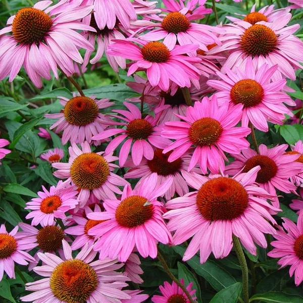 Echinacea purpurea 'Rubinstern' – Bíbor kasvirág
