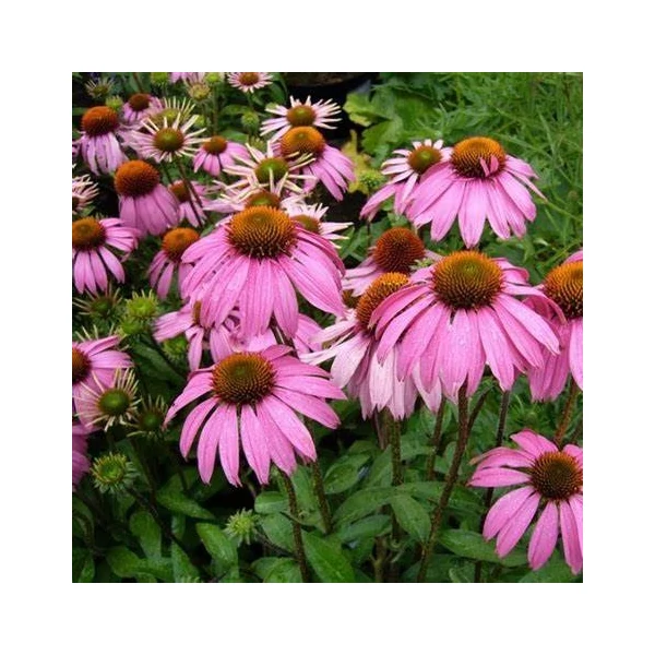 Echinacea purpurea 'Rubinstern' – Bíbor kasvirág