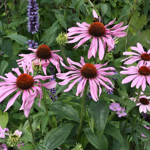 Echinacea purpurea 'Rubinstern' – Bíbor kasvirág