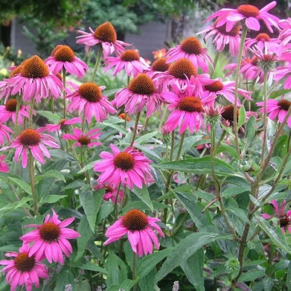 Echinacea purpurea 'Rubinstern' – Bíbor kasvirág