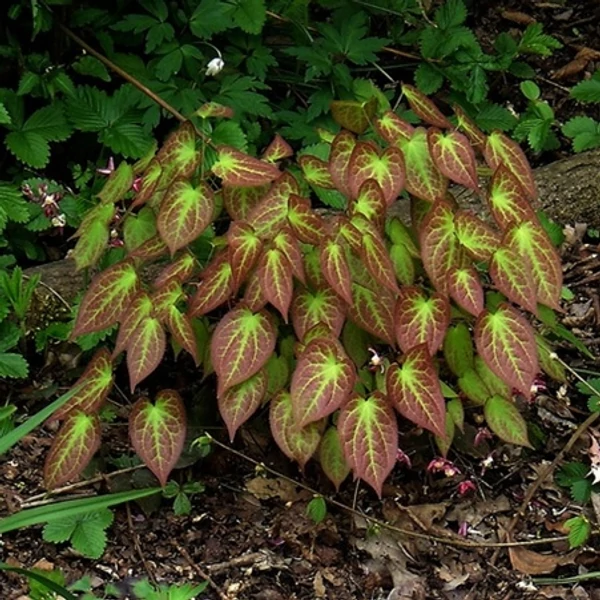 Epimedium x rubrum – Tündérvirág, püspöksüveg