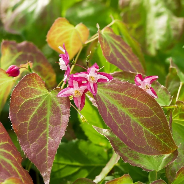 Epimedium x rubrum – Tündérvirág, püspöksüveg