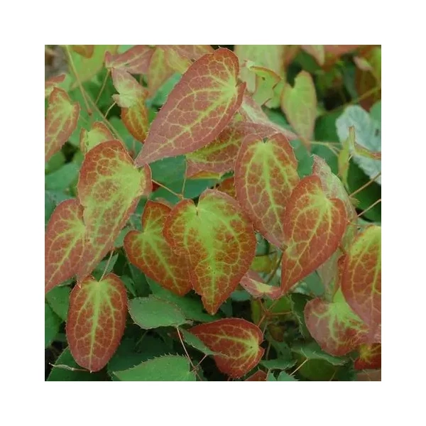 Epimedium x rubrum – Tündérvirág, püspöksüveg