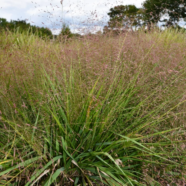 Eragrostis spectabilis – Tőtippan