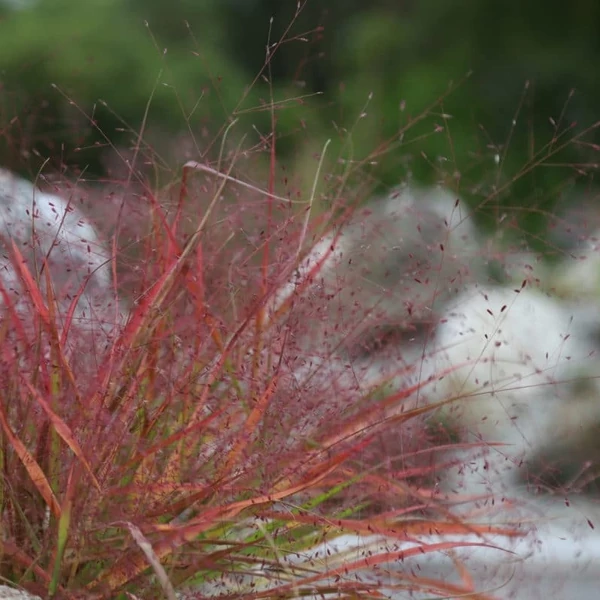 Eragrostis spectabilis – Tőtippan