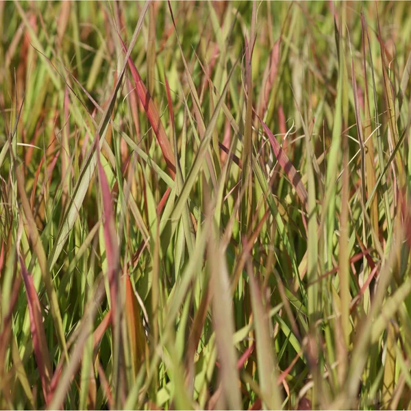 Eragrostis spectabilis – Tőtippan