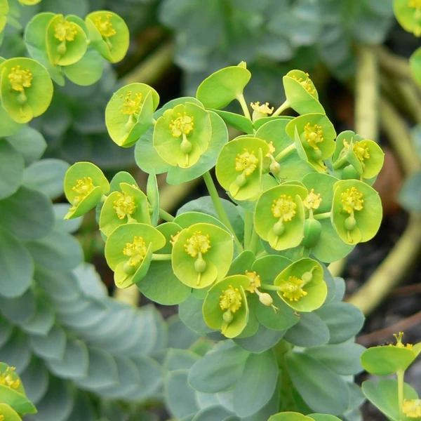 Euphorbia myrsinites - Szürke kutyatej