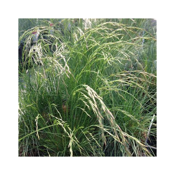 Festuca amethystina – Lila csenkesz