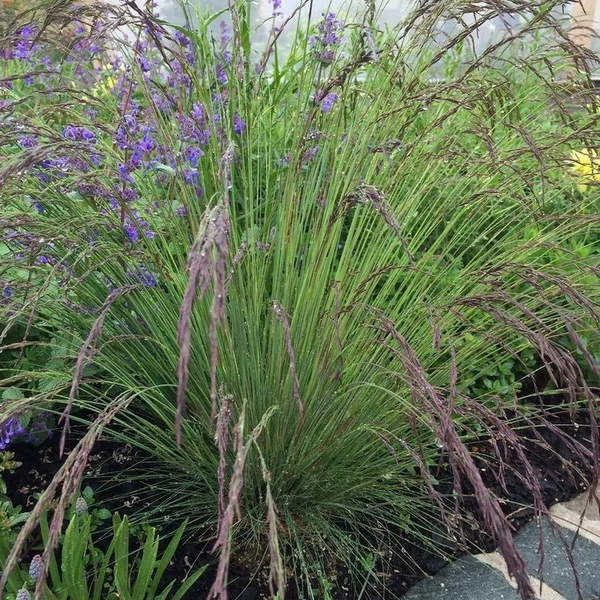 Festuca amethystina – Lila csenkesz