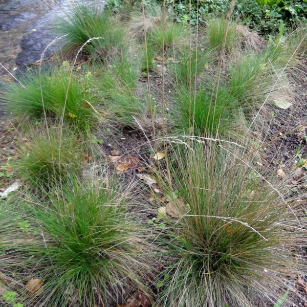 Festuca amethystina – Lila csenkesz