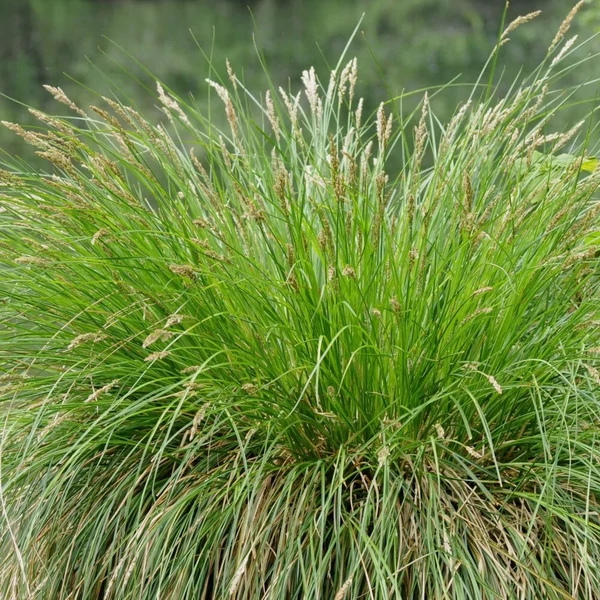 Festuca amethystina – Lila csenkesz