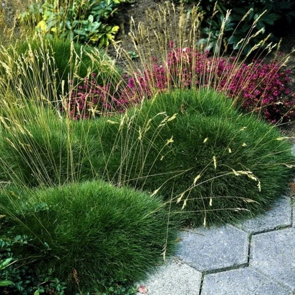 Festuca gautieri (scoparia) - Medveszőrcsenkesz